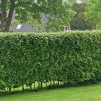 Carpinus betulus (Hornbeam) Plant - 2L Value Hedging Range