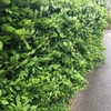 Carpinus betulus (Hornbeam) Plants - 2L Value Hedging Range