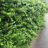 Carpinus betulus (Hornbeam) Plants - 2L Value Hedging Range