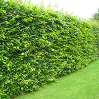 Carpinus betulus Potted Plants