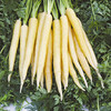 Carrot Creme De Lite F1 Seeds