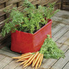 Carrot Patio Planters plus FREE seeds