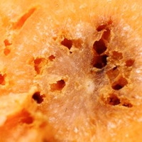 Carrot Root Fly Killer - 50 Million