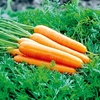 Carrot Seeds - Artemis F1