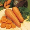 Carrot Seeds - Autumn King 2