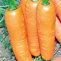 Carrot Seeds - Flyaway F1