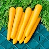Carrot Seeds - Gold Nugget F1