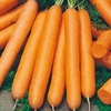 Carrot Seeds - Maestro F1