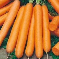 Carrot Seeds - Maestro F1