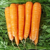 Carrot Seeds - Match F1