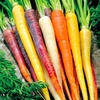 Carrot Seeds - Rainbow Mixed
