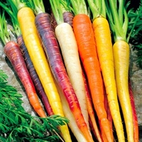 Carrot Seeds - Rainbow Mixed