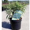 Caryopteris cland. PETIT BLEU®