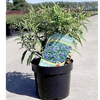 Caryopteris cland. PETIT BLEU®