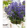 Caryopteris cland. Plant - Grand Bleu®