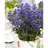 Caryopteris cland. Plant - Grand Bleu®
