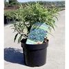 Caryopteris cland. Plant - Petit Bleu®