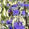 Caryopteris cland. Plant - White Surprise