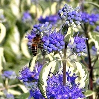 Caryopteris cland. Plant - White Surprise