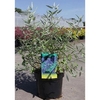 Caryopteris clandonensis Plant - Ferndown