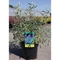 Caryopteris clandonensis Plant - Ferndown