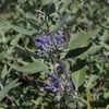 Caryopteris clandonensis Plant - Heavenly Blue