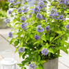 Caryopteris clandonensis Plant - Hint of Gold
