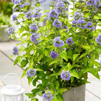 Caryopteris clandonensis Plant - Hint of Gold