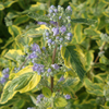 Caryopteris clandonensis Plant - Summer Sorbet