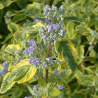 Caryopteris clandonensis Plant - Summer Sorbet