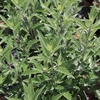 Caryopteris clandonensis Plant - Thetis®