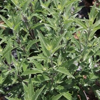 Caryopteris clandonensis Plant - Thetis®