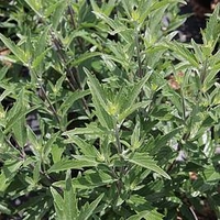 Caryopteris clandonensis Plant - Thetis®