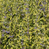 Caryopteris clandonensis Plant - Worcester Gold
