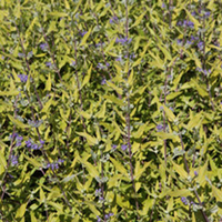 Caryopteris clandonensis Plant - Worcester Gold