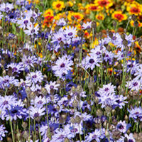 Catananche caerulea Plant - Blue