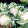 Cauliflower Plants - Autumn/Winter Continuity Collection