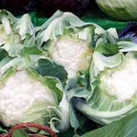 Cauliflower Plants - Autumn/Winter Continuity Collection