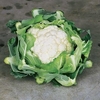 Cauliflower Plants - Clapton