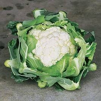Cauliflower Plants - Clapton