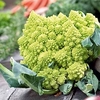 Cauliflower Plants - Colloseo