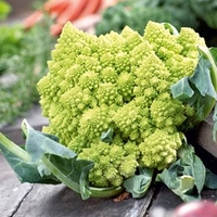 Cauliflower Plants - Romanesco Continuity Collection