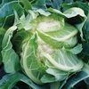 Cauliflower Plants - Sapporo