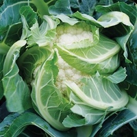 Cauliflower Plants - Sapporo