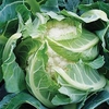Cauliflower Plants - Sapporo