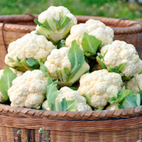 Cauliflower Plants - Summer Continuity Collection
