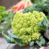Cauliflower Romanesco Continuity Collection - GN624