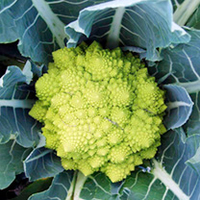Cauliflower Romanesco Continuity Plant Collection
