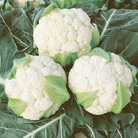 Cauliflower Seeds - Continuity Duo Pack