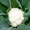 Cauliflower Seeds - Mayflower F1